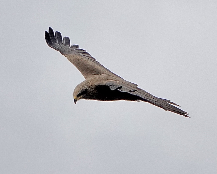 black kite